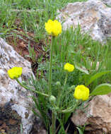 Imagem de Ranunculus millefolius Banks & Solander