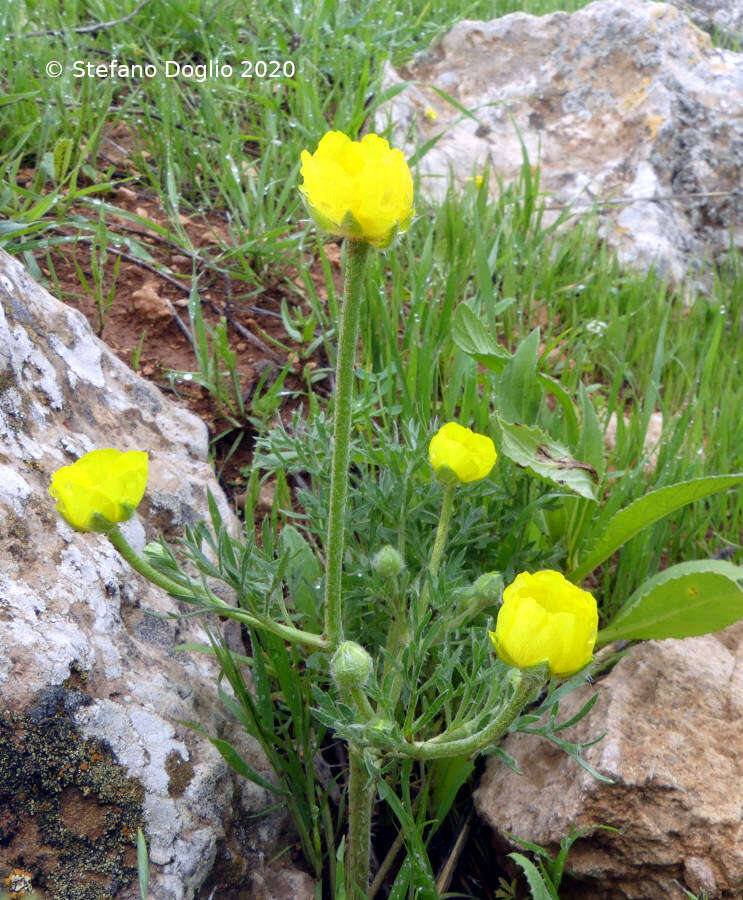 Image of Ranunculus millefolius Banks & Solander