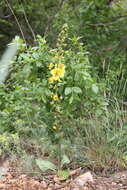 Image of Verbascum spectabile Bieb.