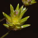 Image of Ptilotus eremita (S. Moore) T. Hammer & R. W. Davis