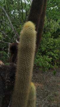 Imagem de Pilosocereus chrysostele (Vaupel) Byles & G. D. Rowley