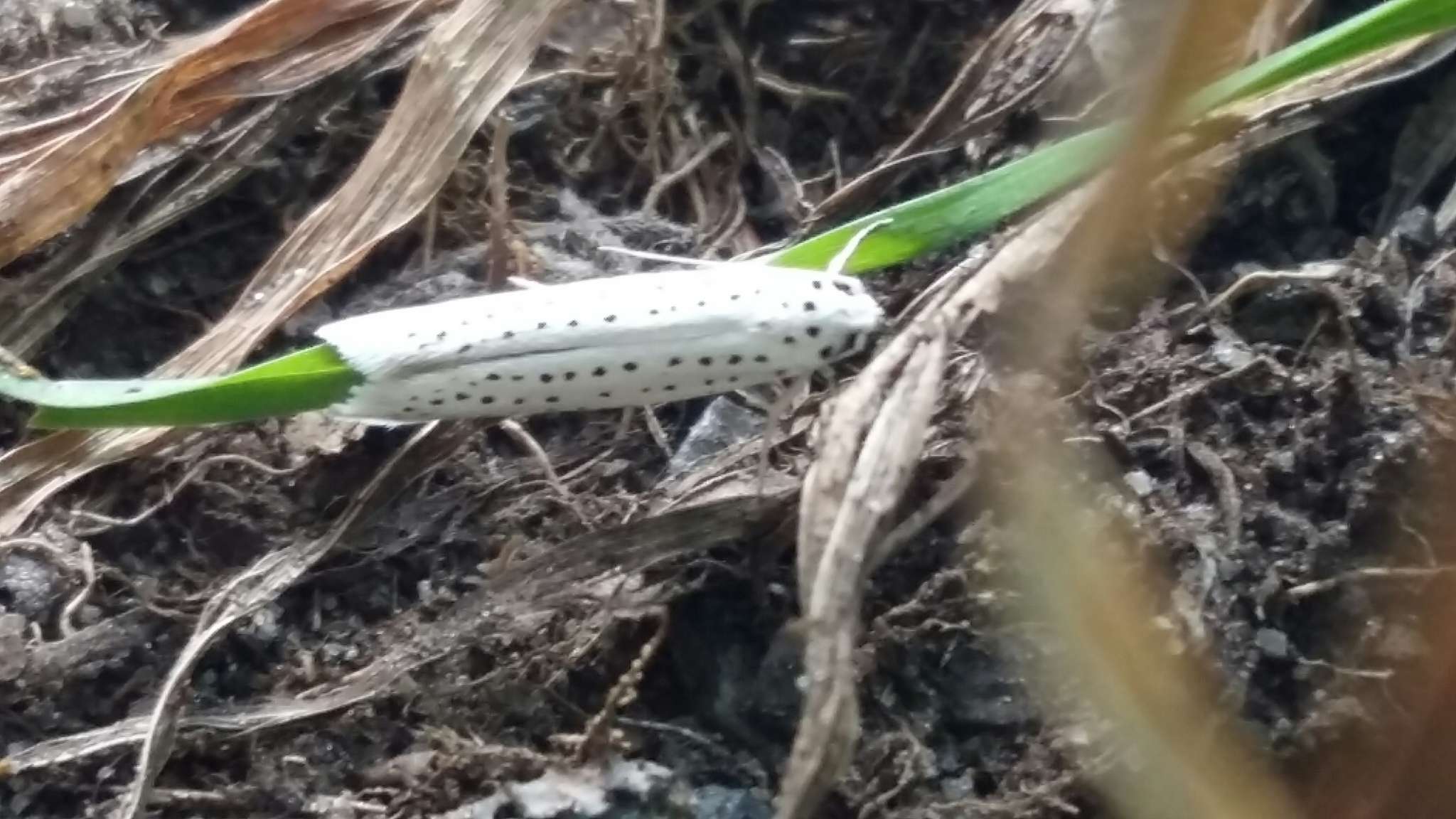 Imagem de Yponomeuta evonymella Linnaeus 1758