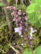 Image de Plectranthus rubropunctatus Codd