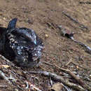 Image of Band-winged Nightjar