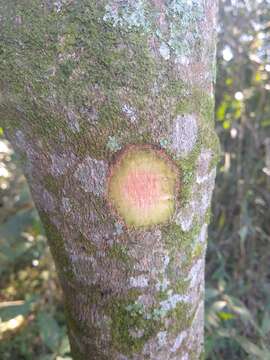 Image of Myrsine umbellata Mart.