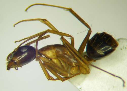 Слика од Camponotus baldaccii Emery 1908