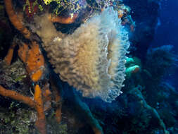 Image of Azure Vase Sponge