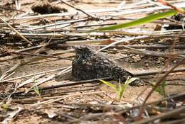 Image of Pygmy Nightjar