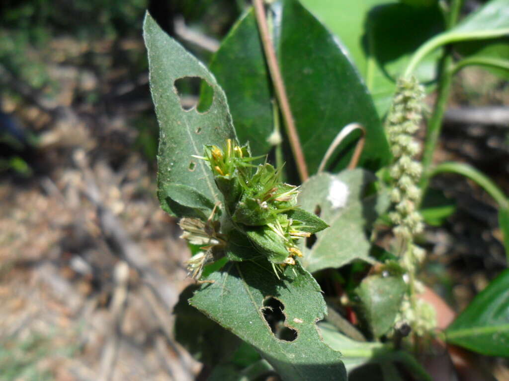 Calyptocarpus wendlandii Sch. Bip. resmi