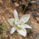 Image of Moraea fugax subsp. filicaulis (Baker) Goldblatt