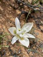 Image of Moraea fugax subsp. filicaulis (Baker) Goldblatt