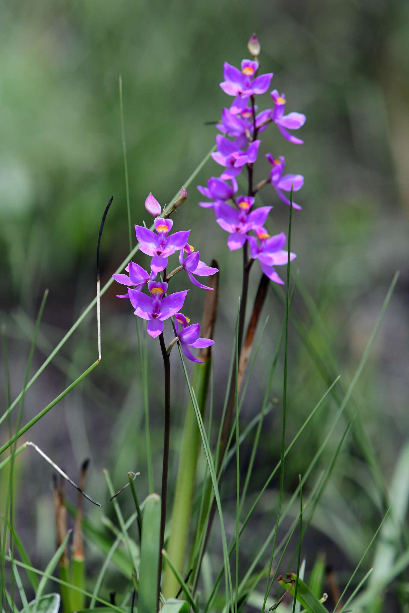 Calopogon multiflorus Lindl.的圖片