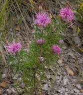 Imagem de Isopogon formosus R. Br.