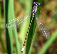 صورة Lestes unguiculatus Hagen 1861