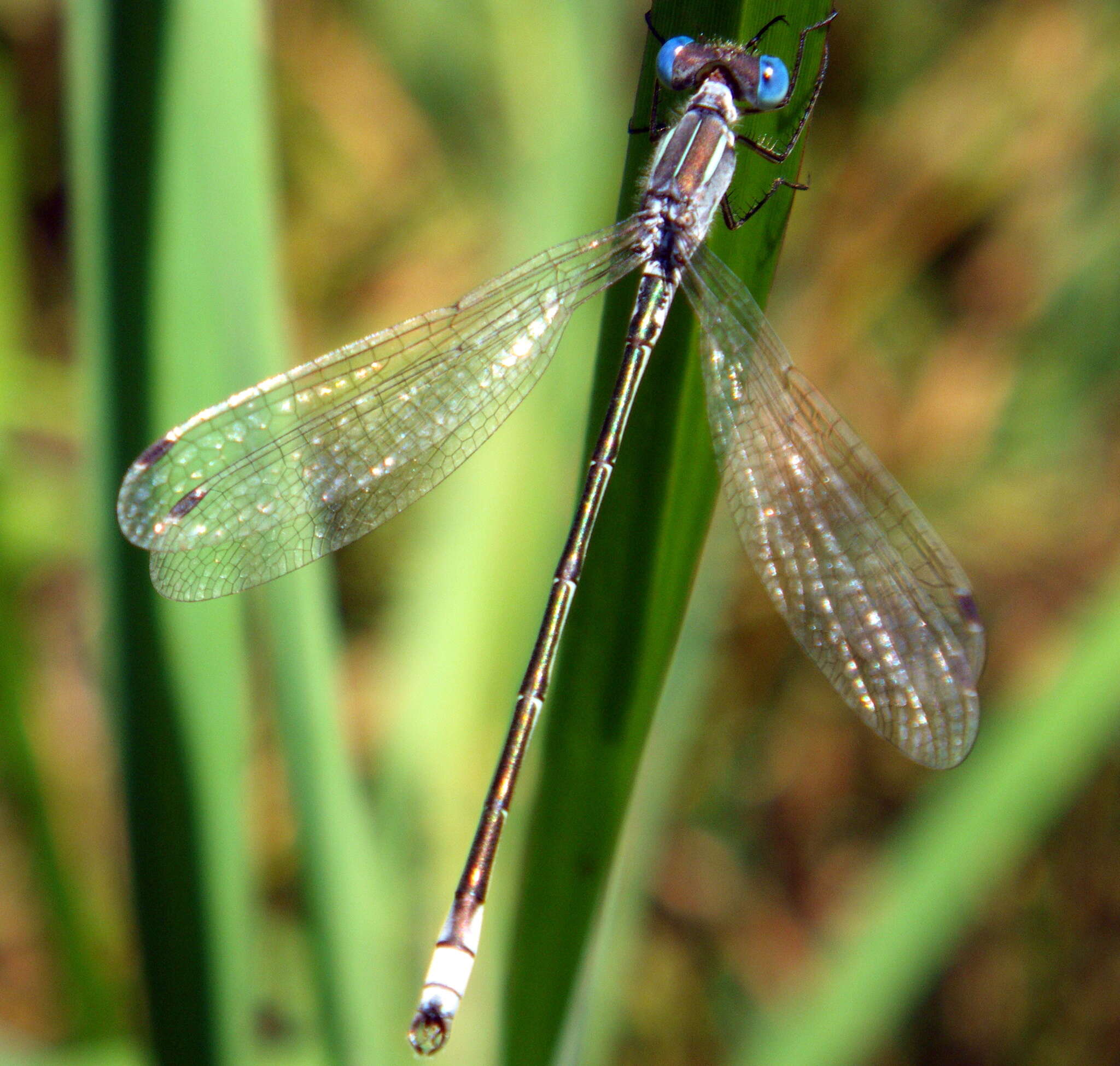 Plancia ëd Lestes unguiculatus Hagen 1861