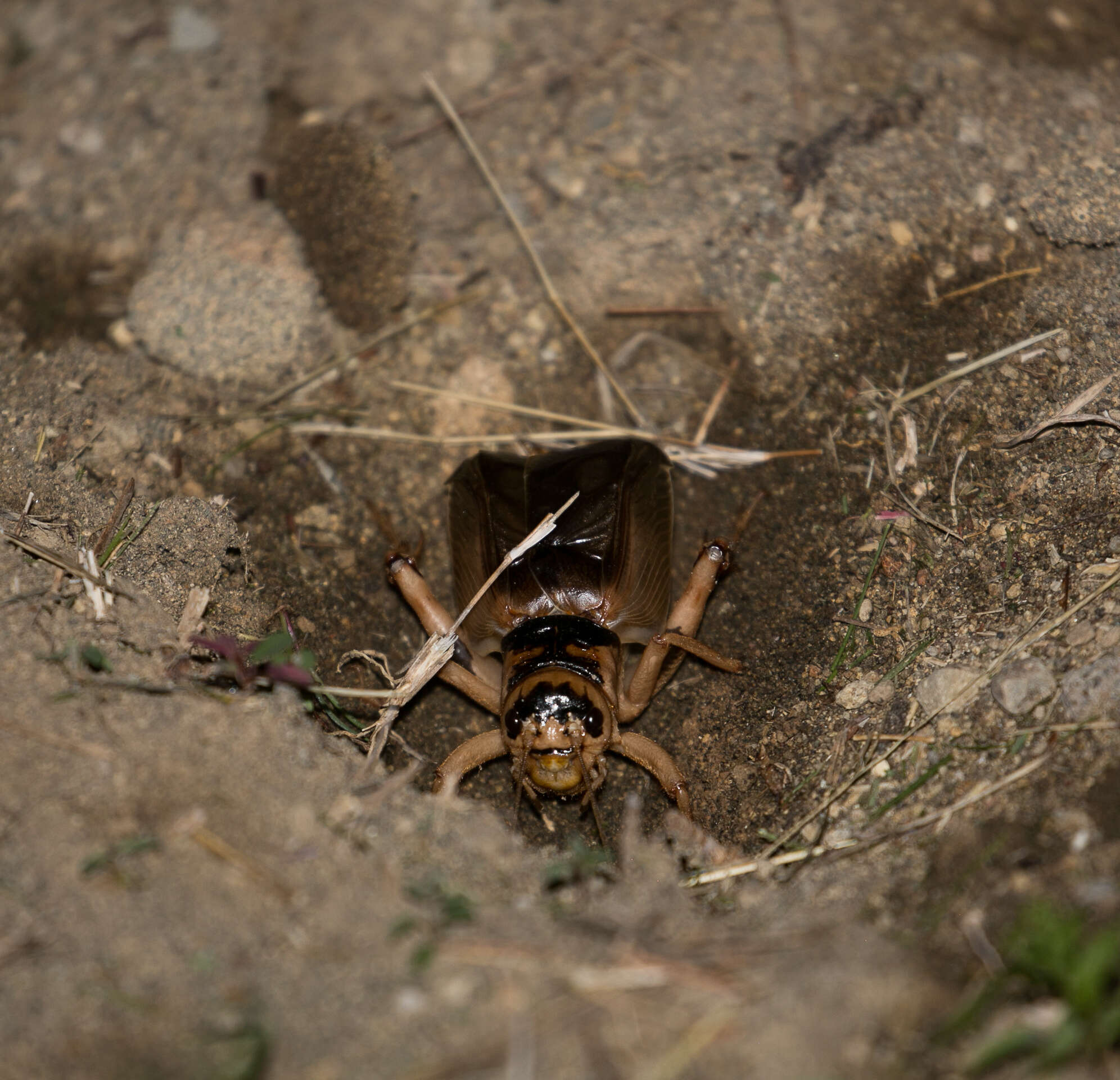 Image of Brachytrupes membranaceus (Drury 1770)