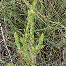 Image of Oedera pungens subsp. pungens