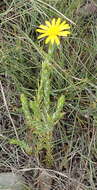 Image of Oedera pungens subsp. pungens