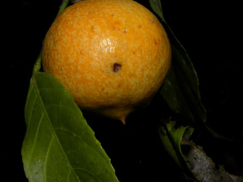 Image of <i>Gloeospermum diversipetalum</i> L. O. Williams
