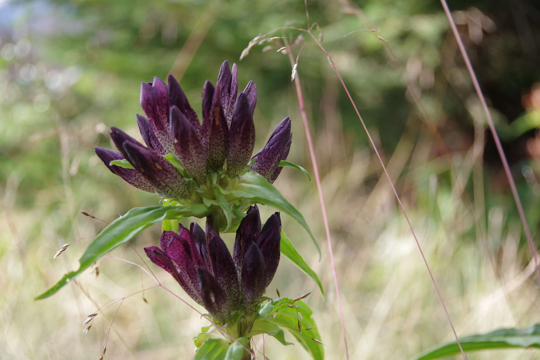 Image of Gentiana pannonica Scop.