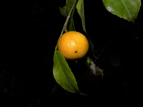 Image of <i>Gloeospermum diversipetalum</i> L. O. Williams