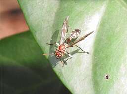 Parapolybia nodosa Vecht 1966 resmi