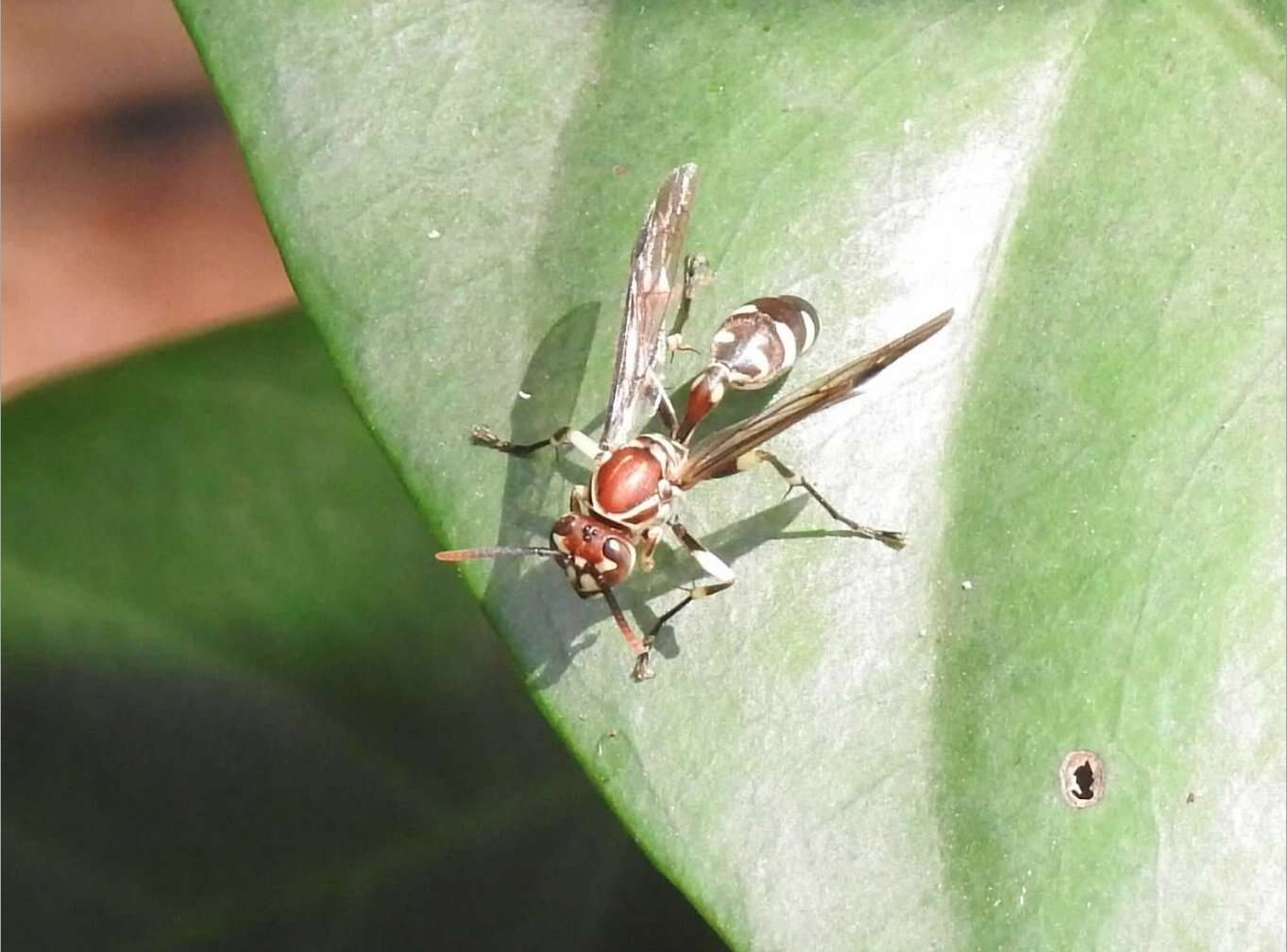 Parapolybia nodosa Vecht 1966 resmi