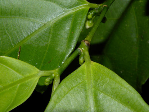 Image of <i>Gloeospermum diversipetalum</i> L. O. Williams