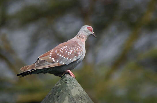 Image of Columba guinea guinea Linnaeus 1758