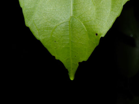 Image of <i>Gloeospermum diversipetalum</i> L. O. Williams