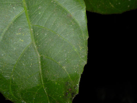 Image of <i>Gloeospermum diversipetalum</i> L. O. Williams