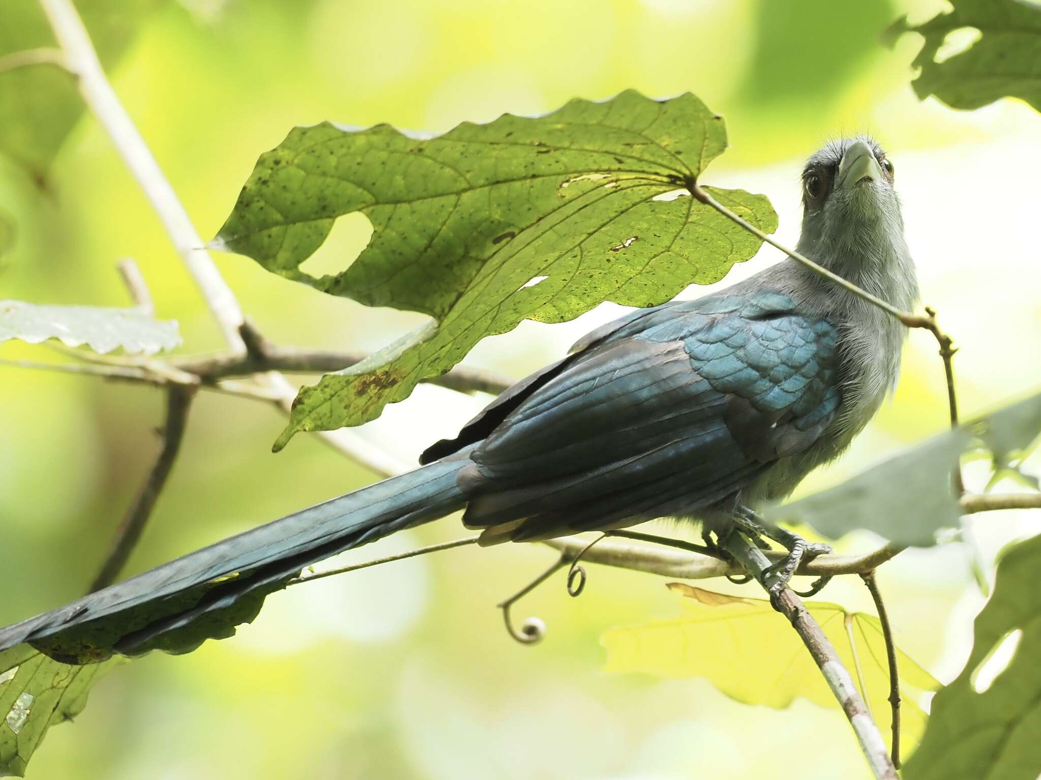 Image of Black-bellied Malkoha