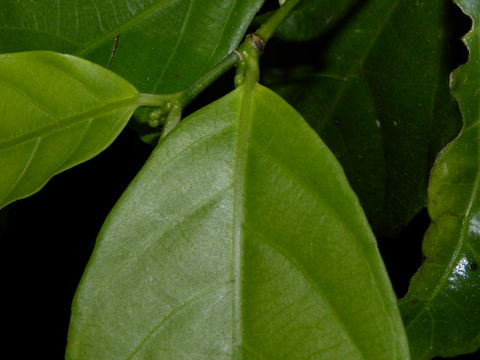 Image of <i>Gloeospermum diversipetalum</i> L. O. Williams
