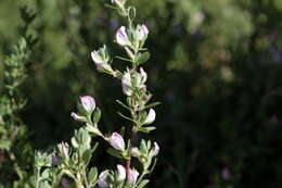 Ononis spinosa subsp. procurrens (Wallr.) Briq.的圖片