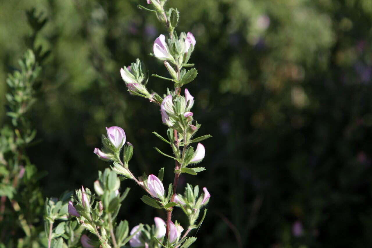 Ononis spinosa subsp. procurrens (Wallr.) Briq.的圖片