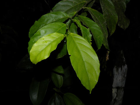 Image of <i>Gloeospermum diversipetalum</i> L. O. Williams