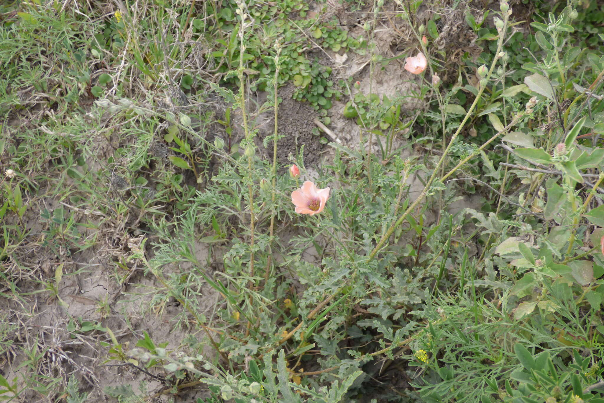 Imagem de Sphaeralcea chenopodifolia A. P. Rodrigo