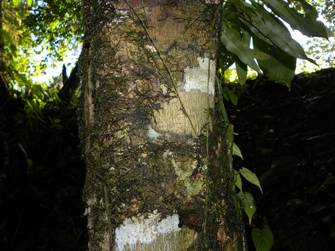 Image of <i>Gloeospermum diversipetalum</i> L. O. Williams