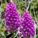 Image of Anacamptis pyramidalis var. pyramidalis