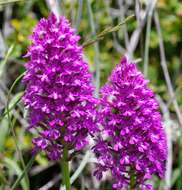 Image of Anacamptis pyramidalis var. pyramidalis