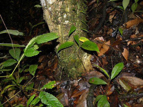 Image of <i>Gloeospermum diversipetalum</i> L. O. Williams