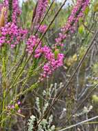 Image of Erica gracilipes Guthrie & Bolus