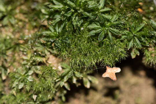 Image of pleuridium moss