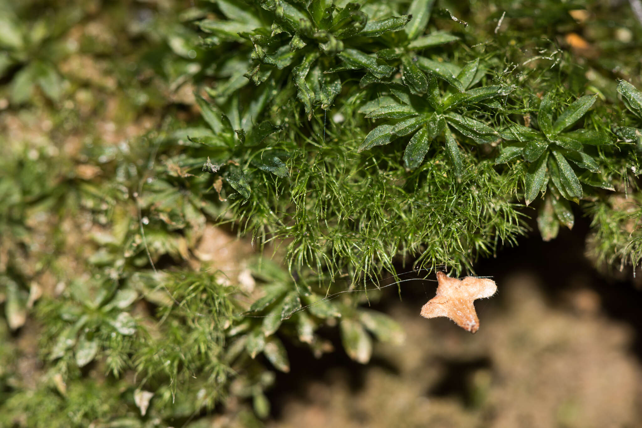 Image of pleuridium moss