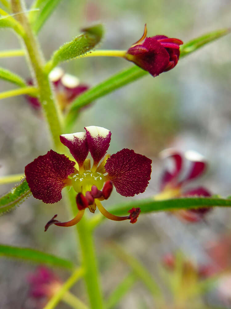 Image of Cleome violacea L.