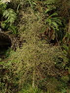 Image of Coprosma rotundifolia A. Cunn.