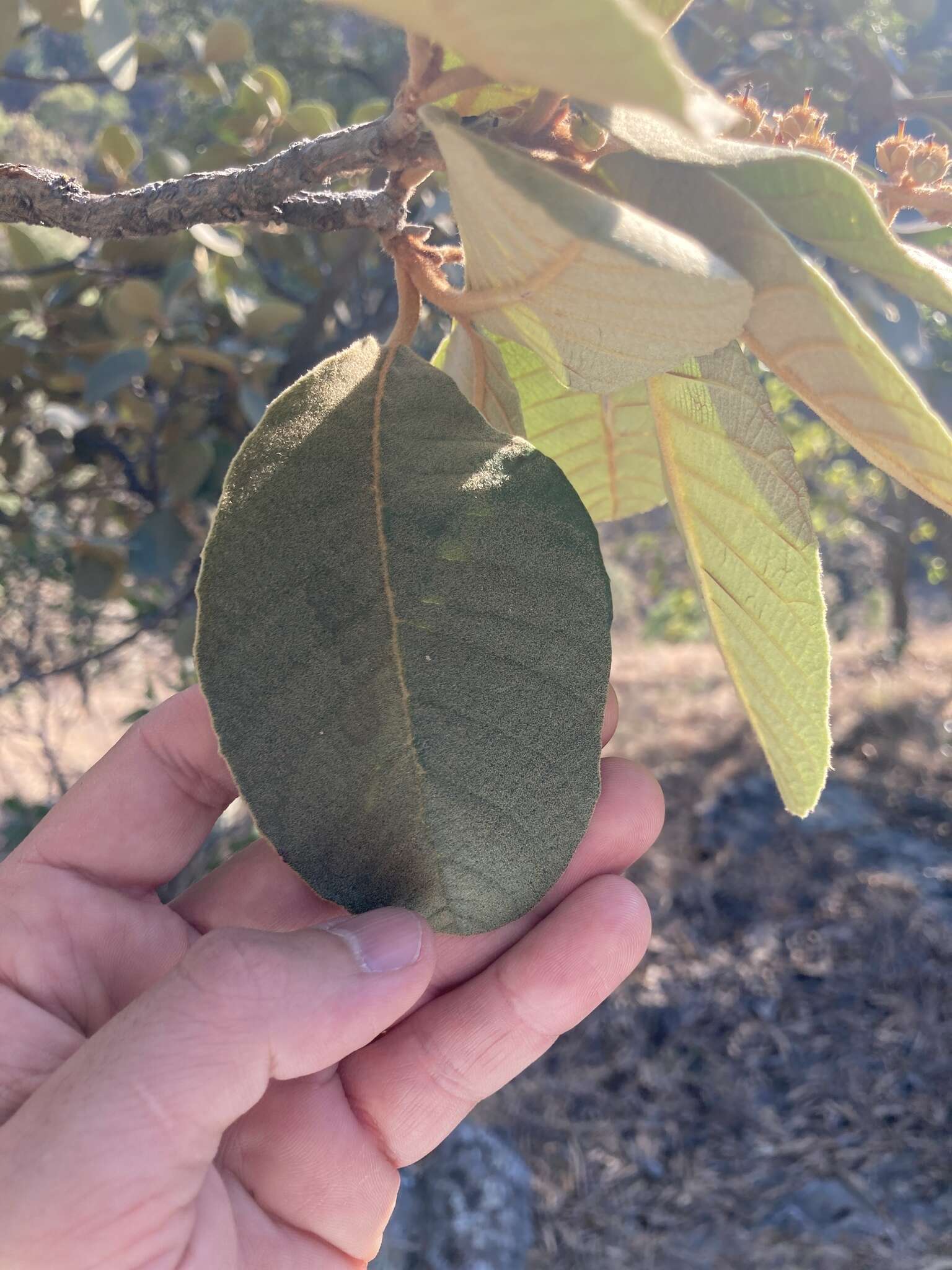 Image of Clethra rosei Britton