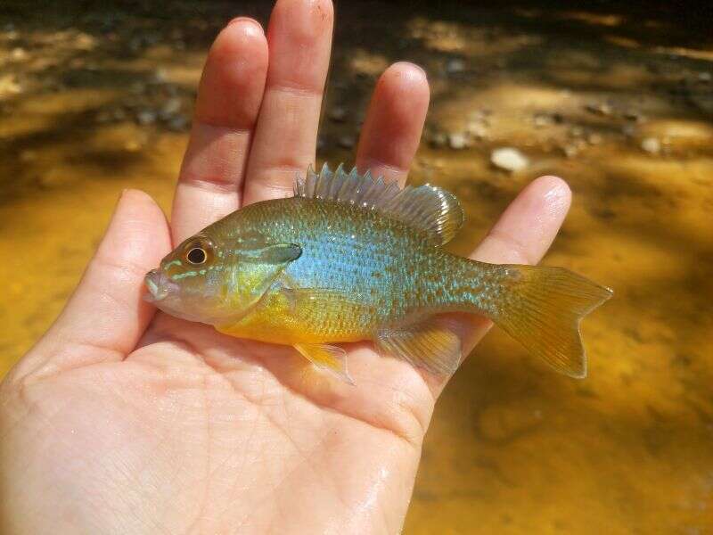 Image of Redbreast Sunfish