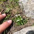 Image of Cardamine bellidifolia subsp. alpina (Willd.) Jaer