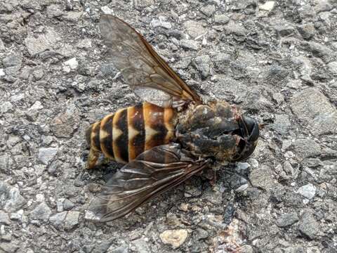 Image of dark giant horsefly